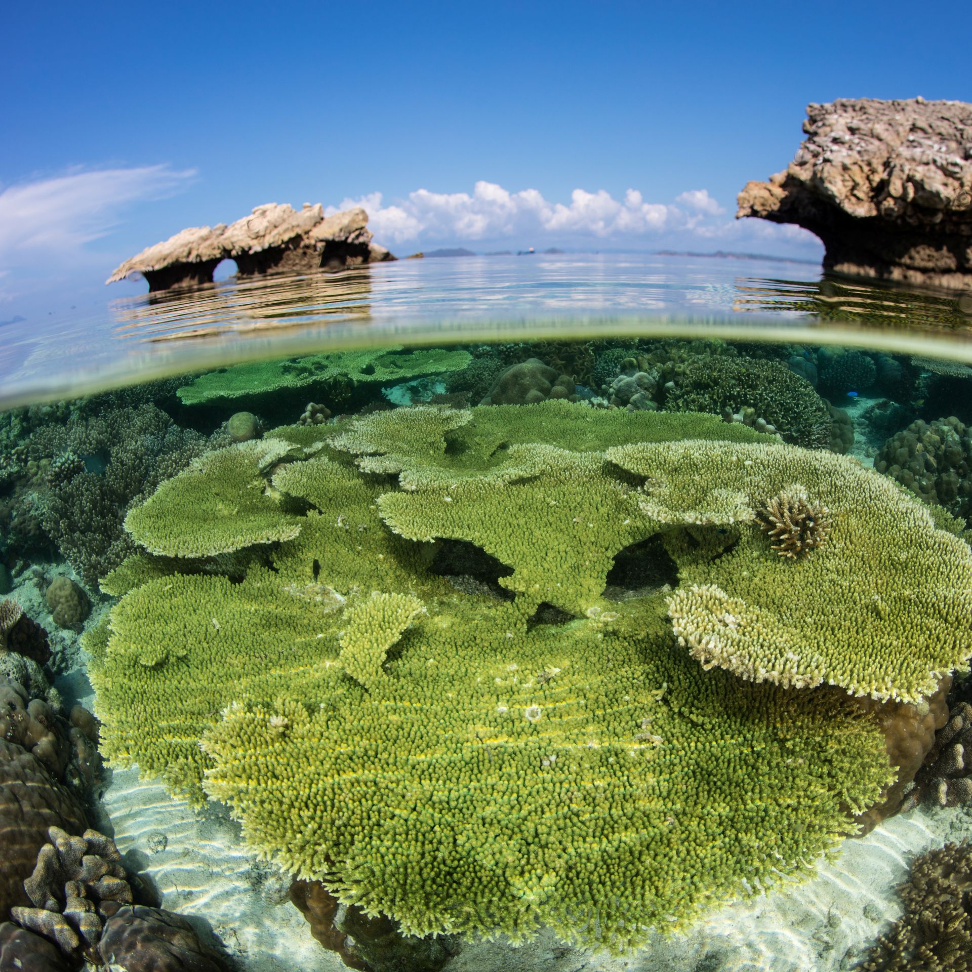 The incredible coral gardens of Raja Ampat