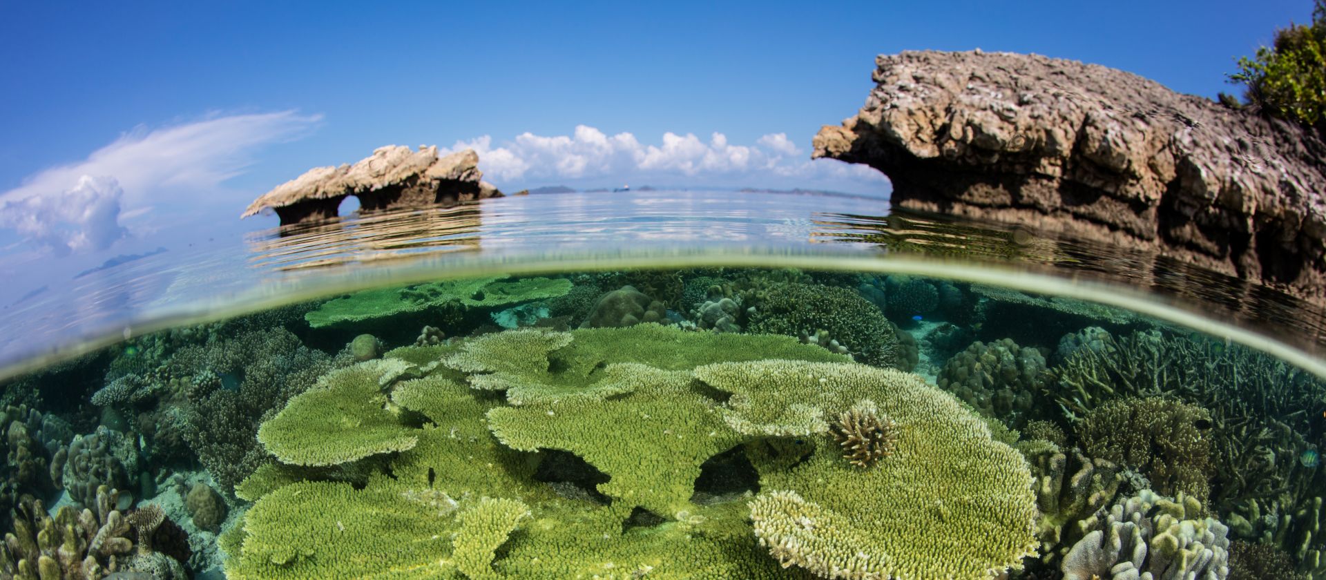 The incredible coral gardens of Raja Ampat