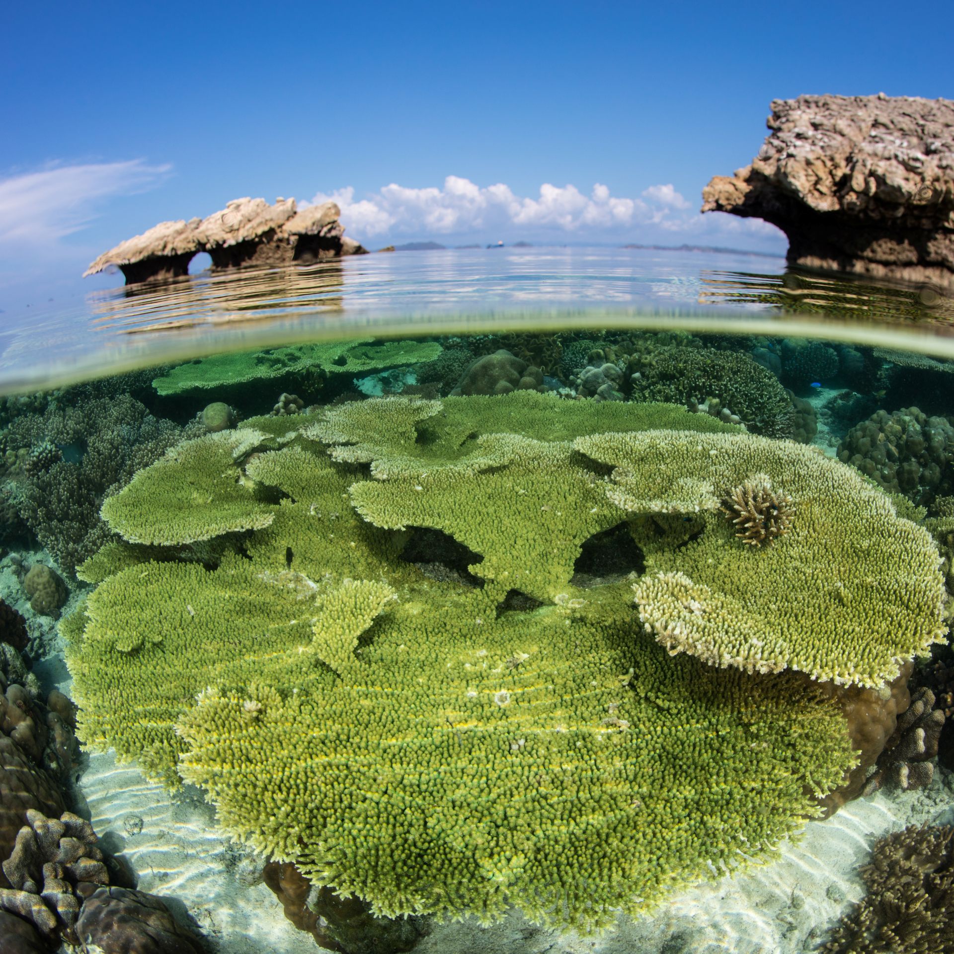 The incredible coral gardens of Raja Ampat