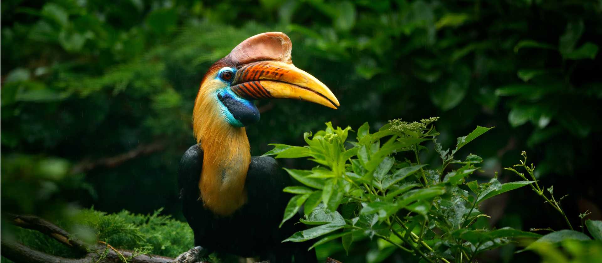 Knobbed Hornbill in Sulawesi