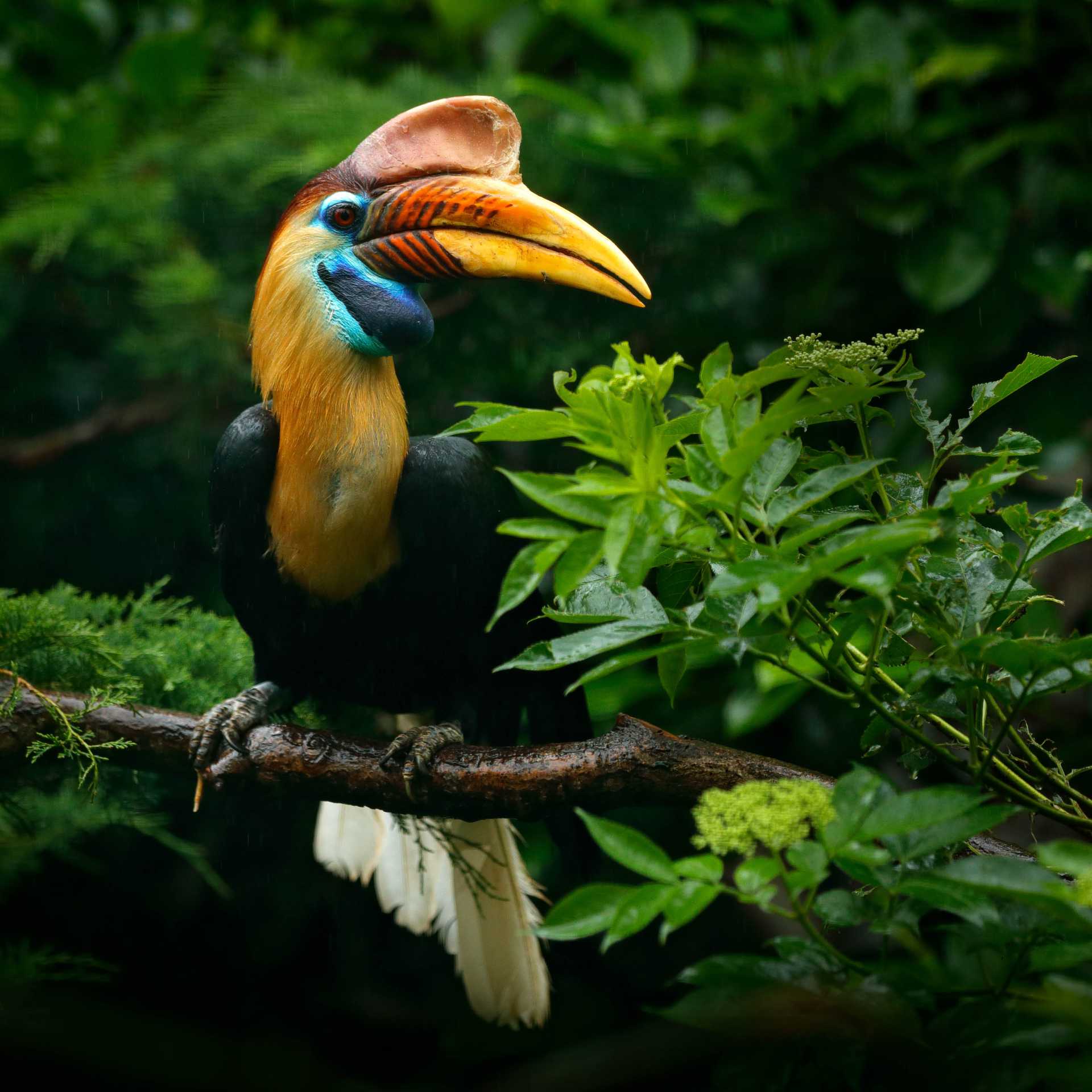 Knobbed Hornbill in Sulawesi