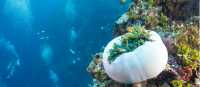 Incredible coral reefs in the Solomon Islands