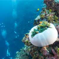 Incredible coral reefs in the Solomon Islands