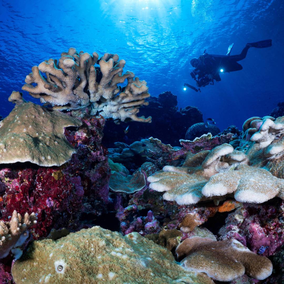 Diving the pristine reefs of the Solomon Islands | Gerald Rambert