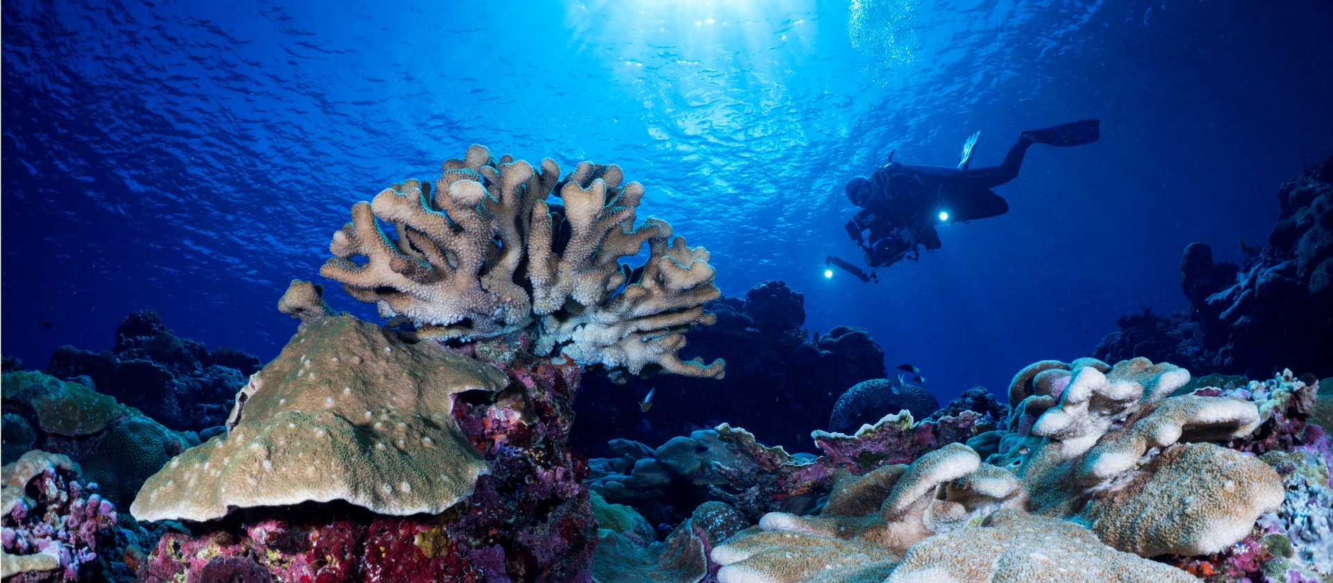 Diving the pristine reefs of the Solomon Islands | Gerald Rambert