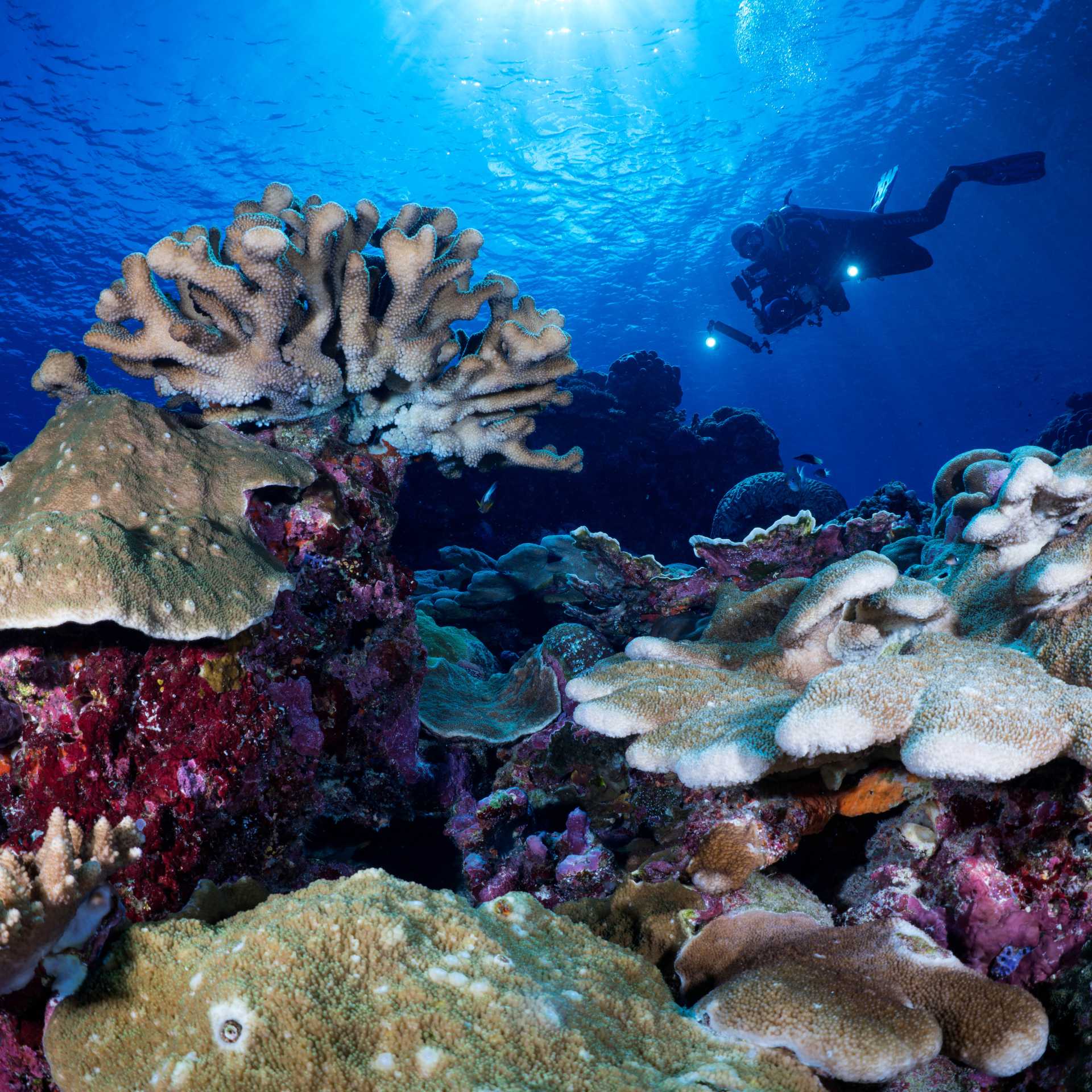 Diving the pristine reefs of the Solomon Islands | Gerald Rambert