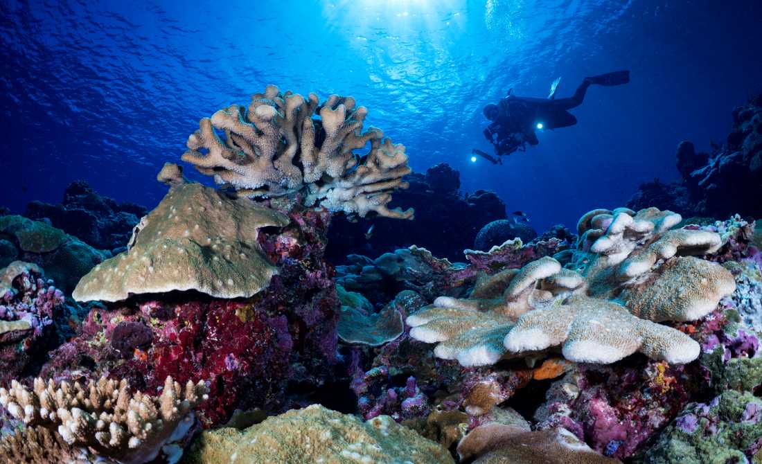 Diving the pristine reefs of the Solomon Islands |  Gerald Rambert