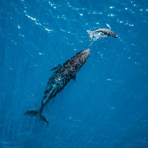 Humpback Whale near Shark bay