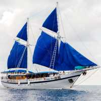 The Palau Siren | Marc Stickler