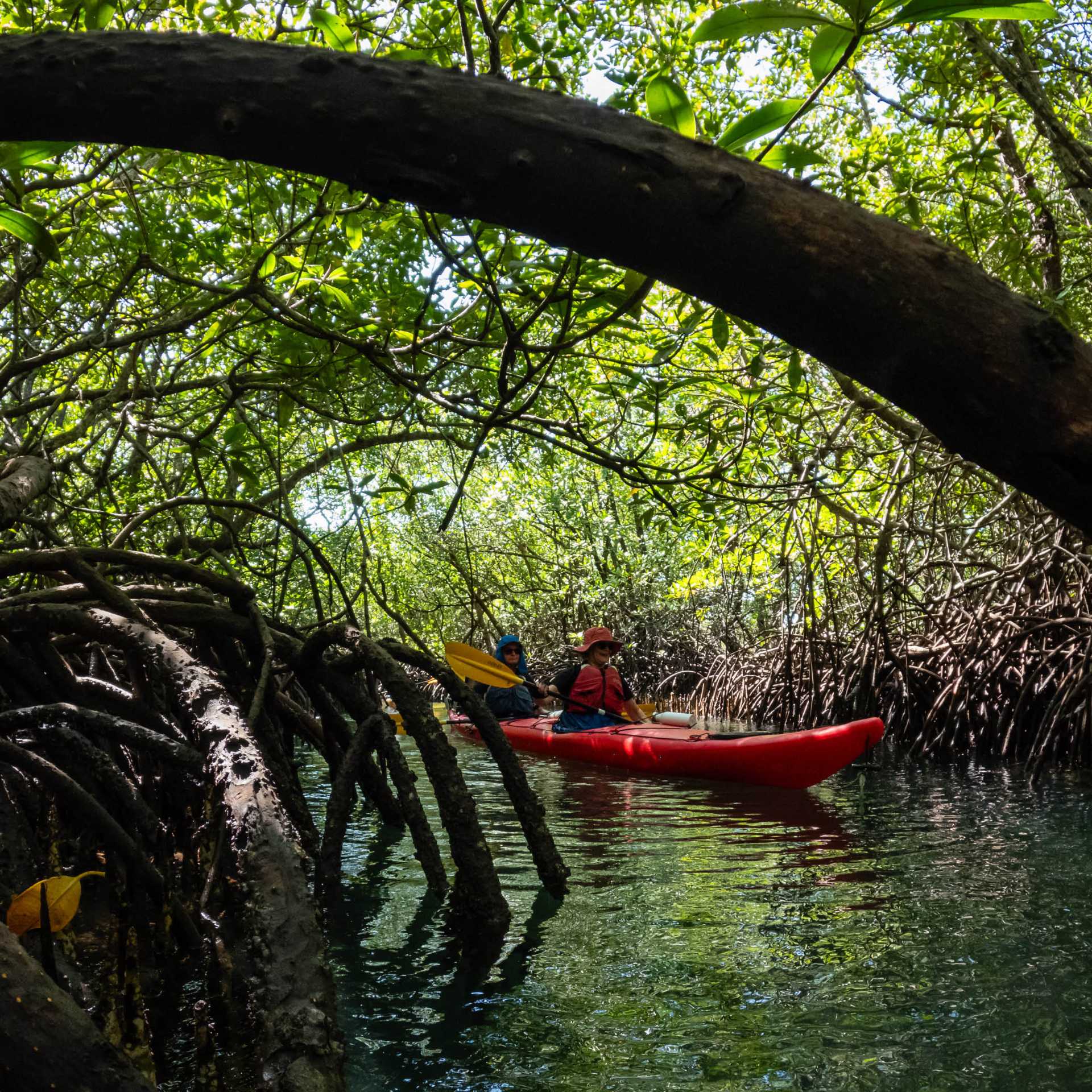 Kayaking in mangroves around Komodo island | Daniela Tommasi Photography