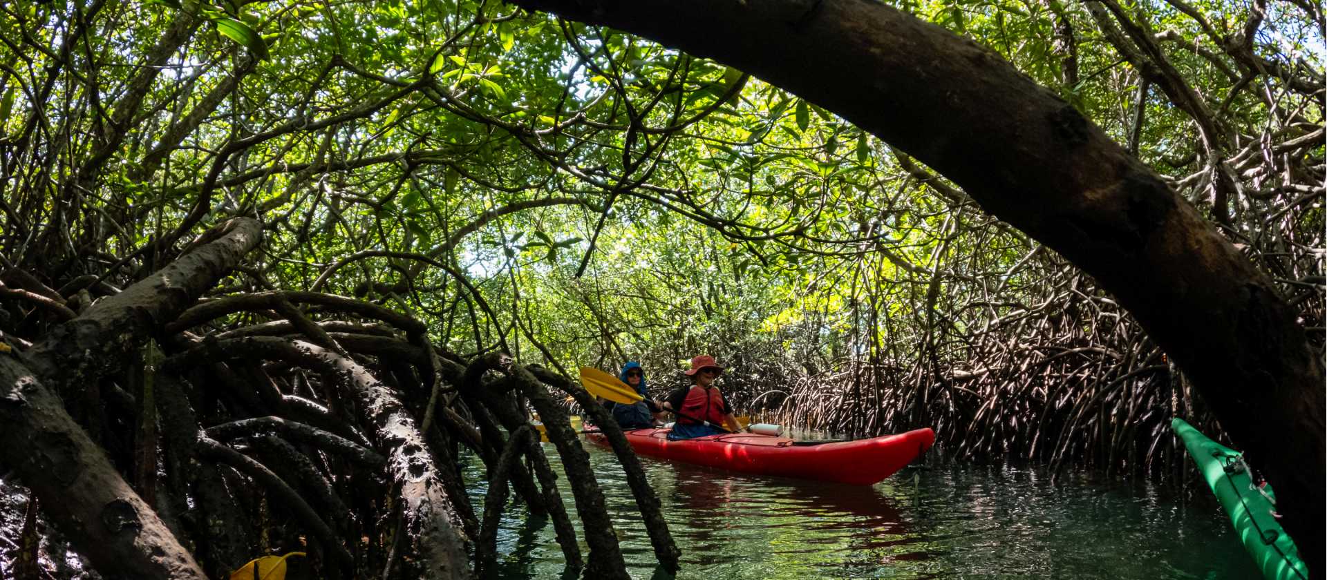 Kayaking in mangroves around Komodo island | Daniela Tommasi Photography