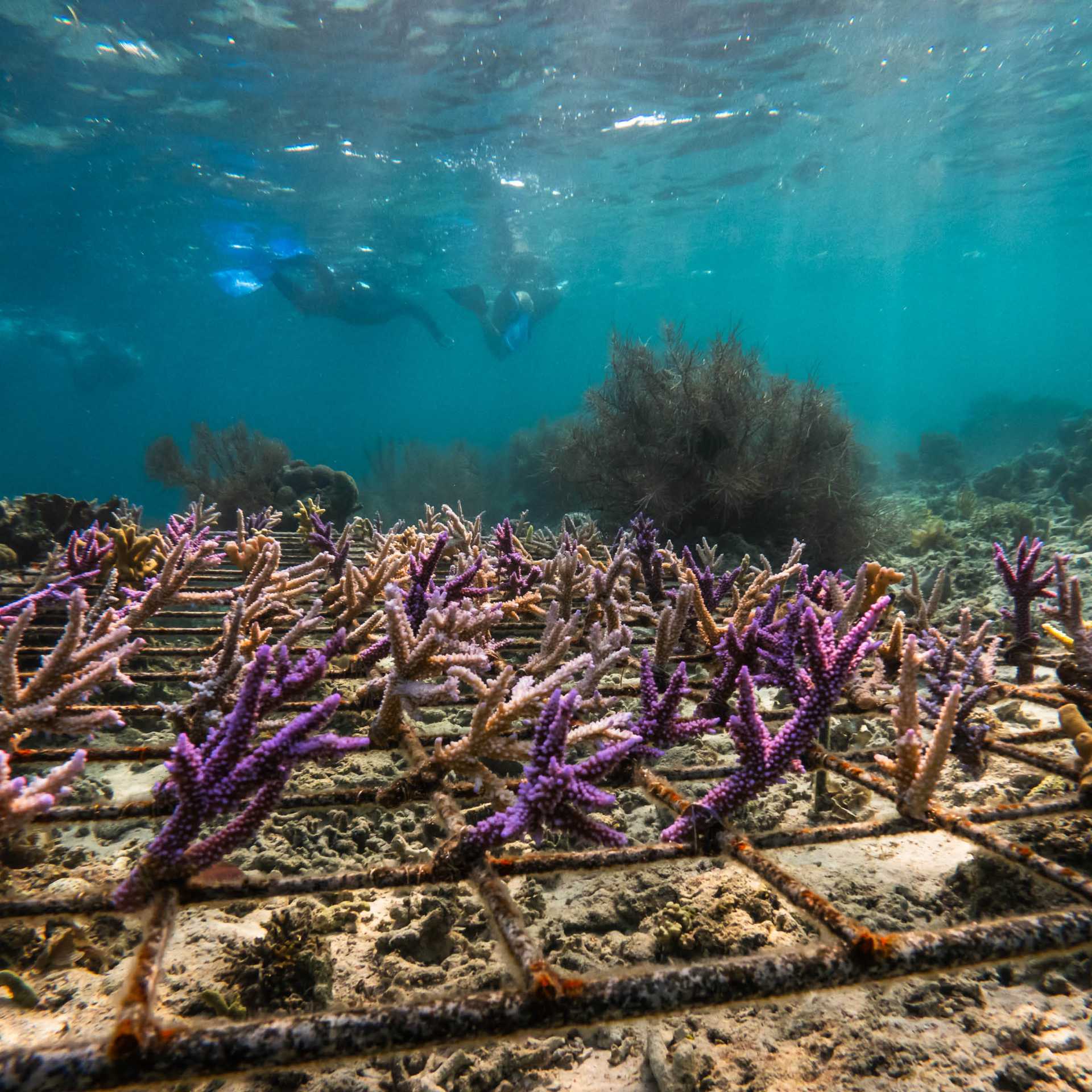 The diverse marine life around Komodo Island | Daniela Tommasi Photography