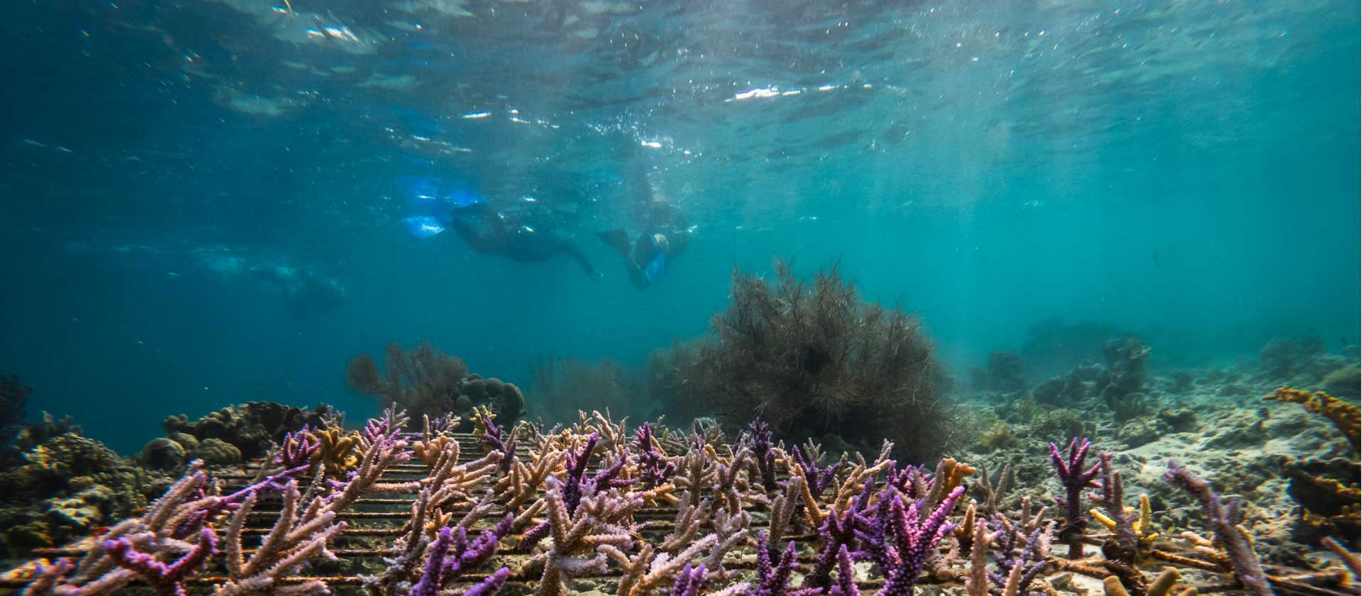 The diverse marine life around Komodo Island | Daniela Tommasi Photography