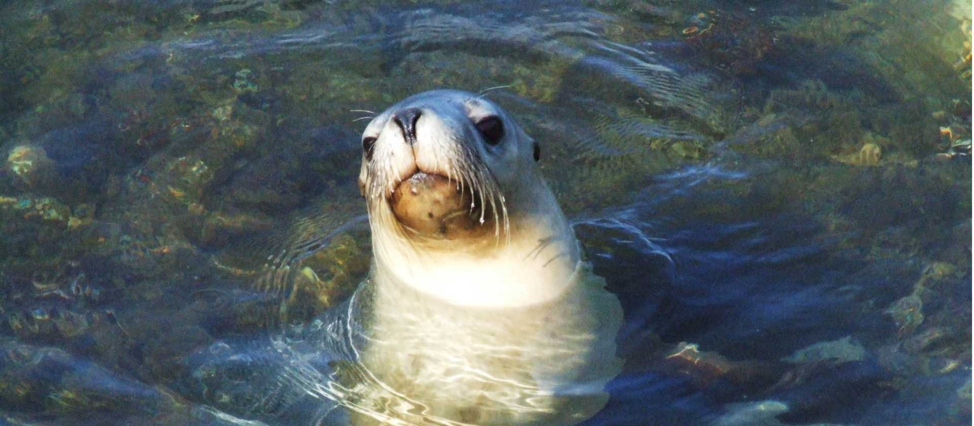 Seal swimming off the Abrolhos Islands | Australia's Coral Coast
