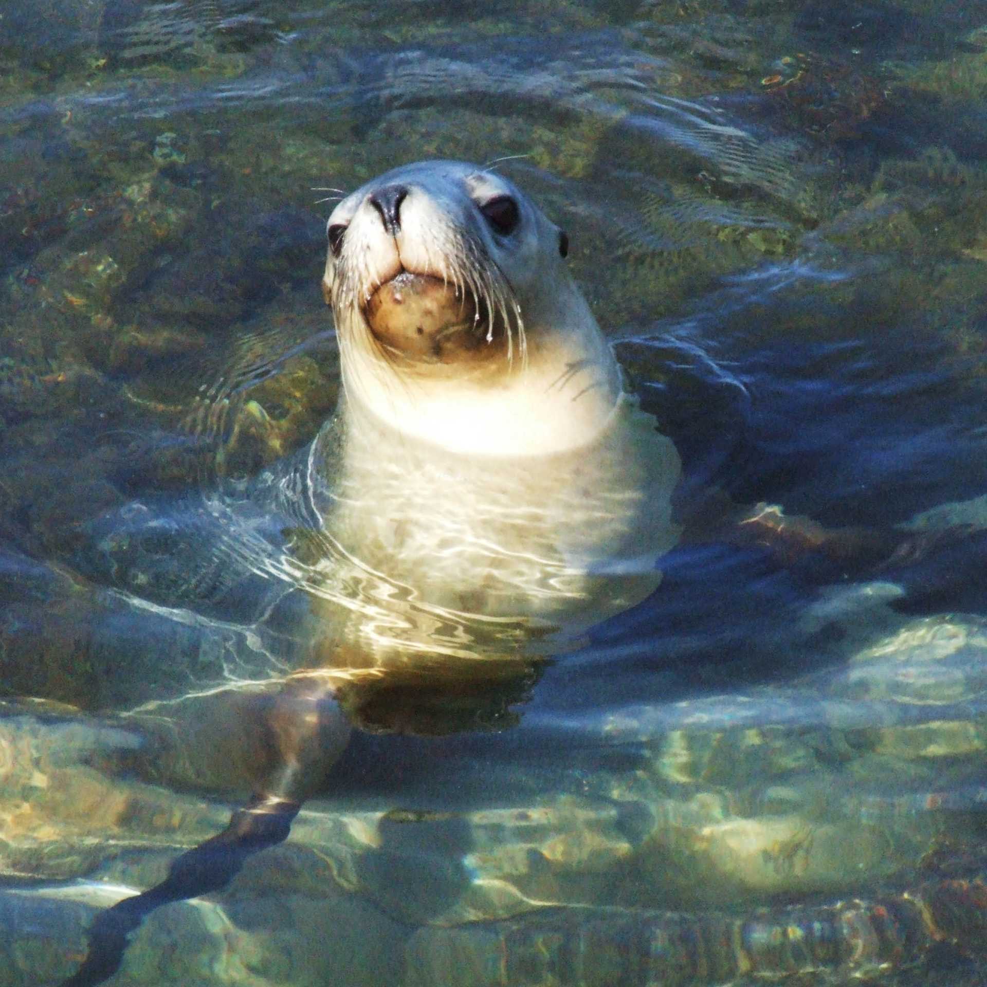 Seal swimming off the Abrolhos Islands | Australia's Coral Coast