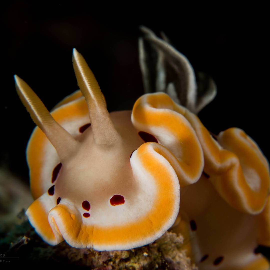 Nudiebranch, Solomon Islands