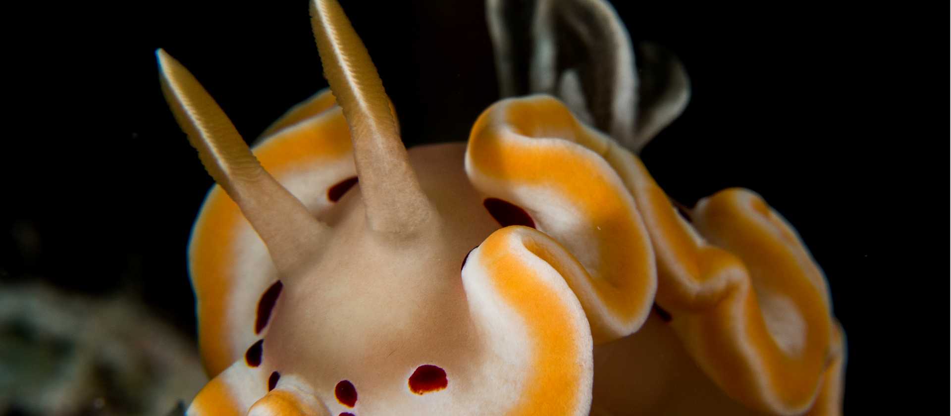 Nudiebranch, Solomon Islands