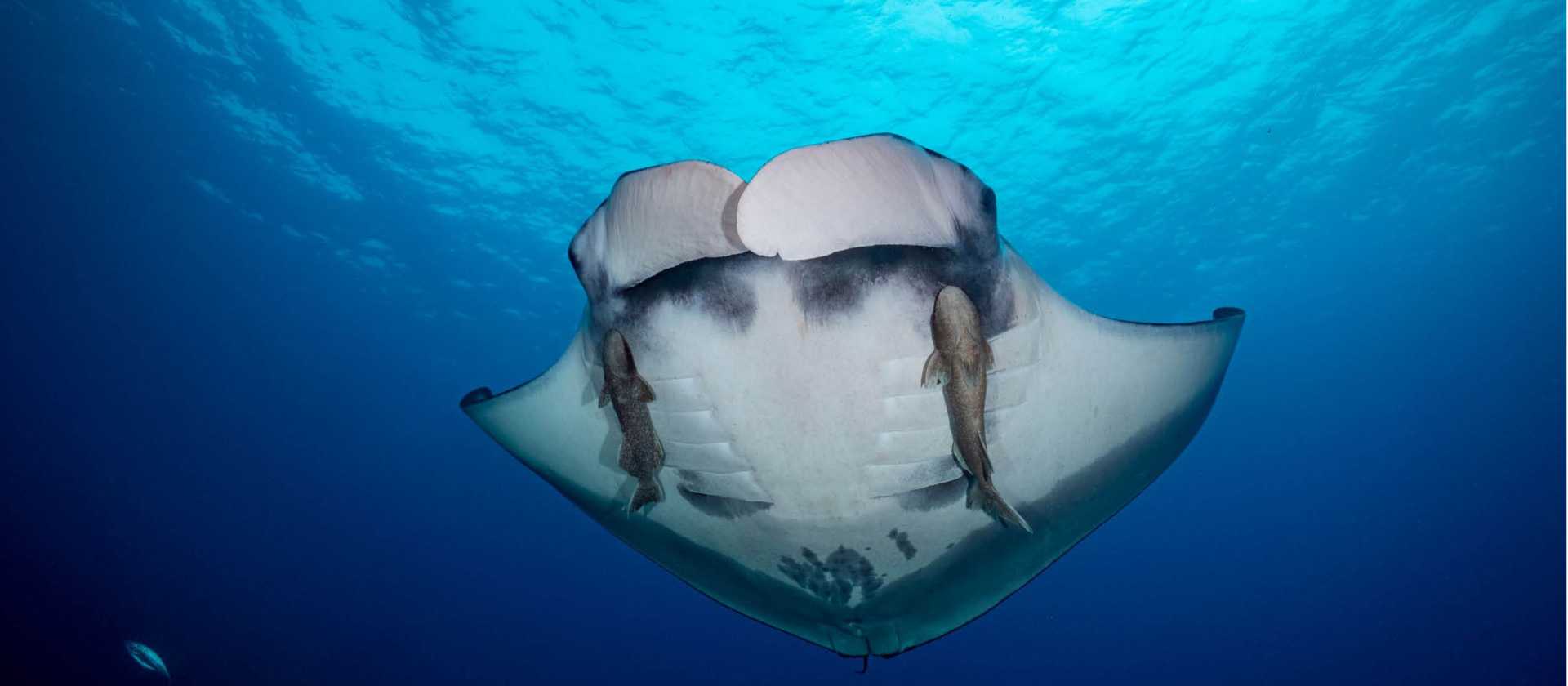 A manta glides gracefully | Elisabeth Lauwerys