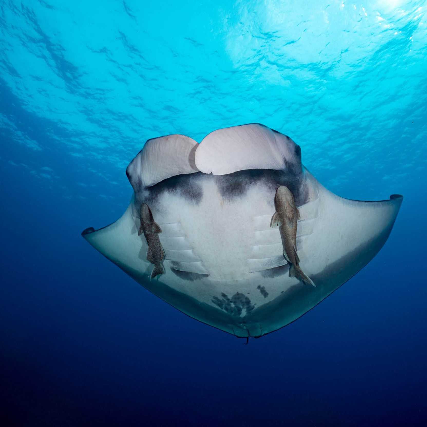 A manta glides gracefully | Elisabeth Lauwerys