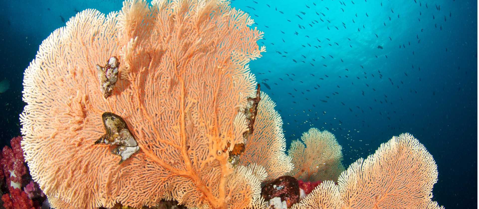 Colourful Sea Fan | Steve de Neef