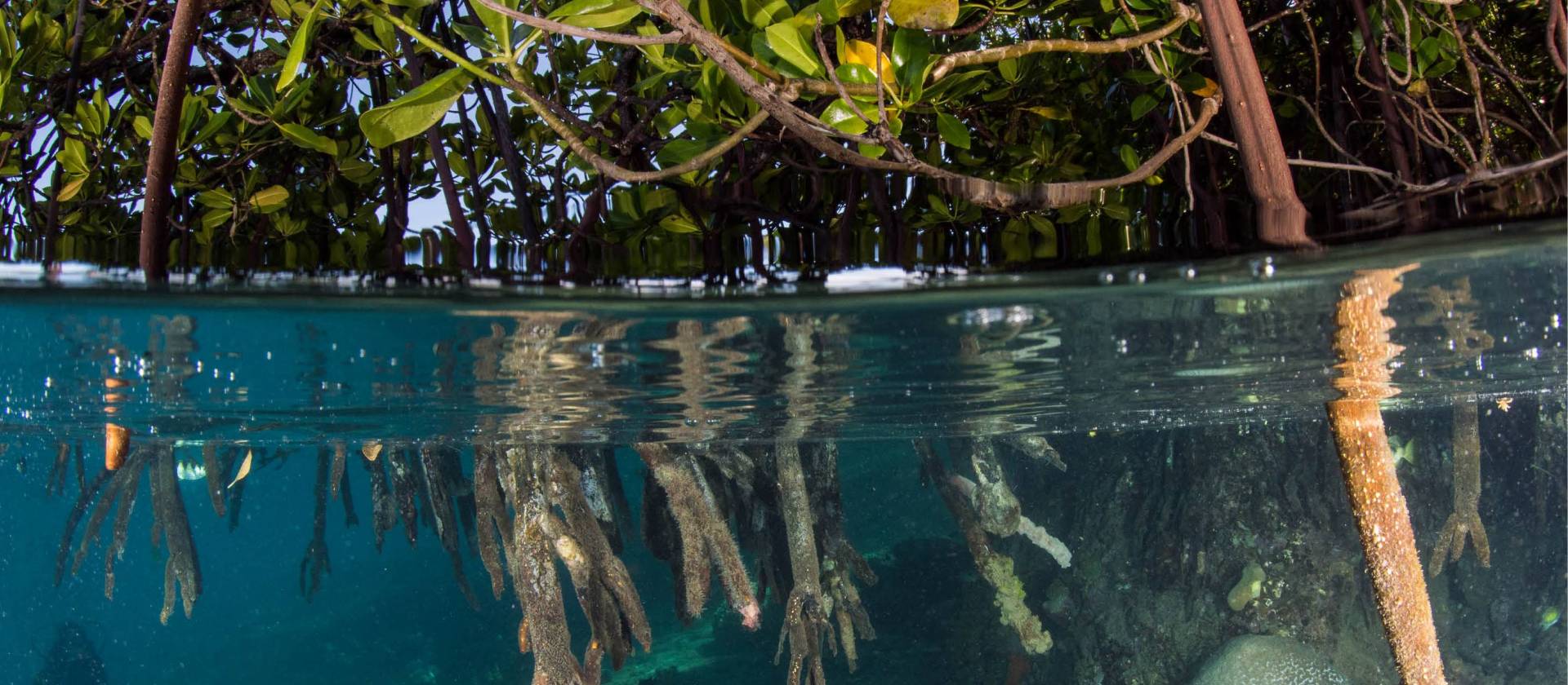 The crystal clear waters of the Solomon Islands | Heather Sutton