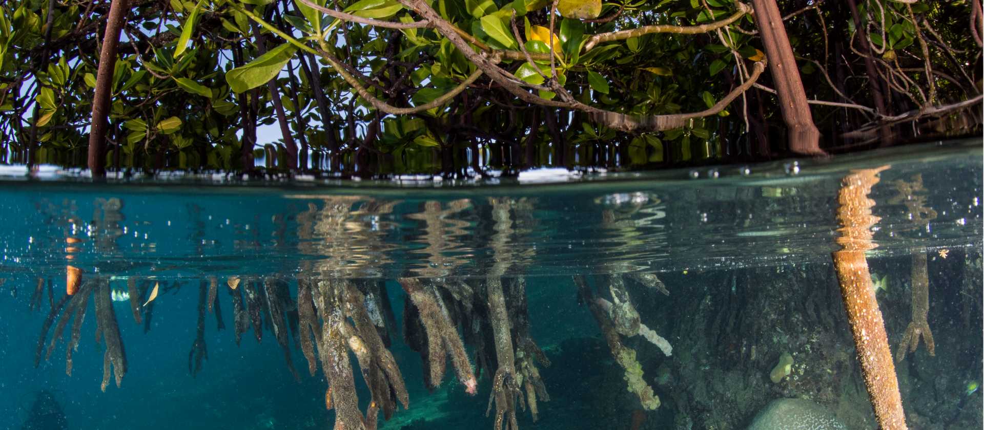 The crystal clear waters of the Solomon Islands | Heather Sutton