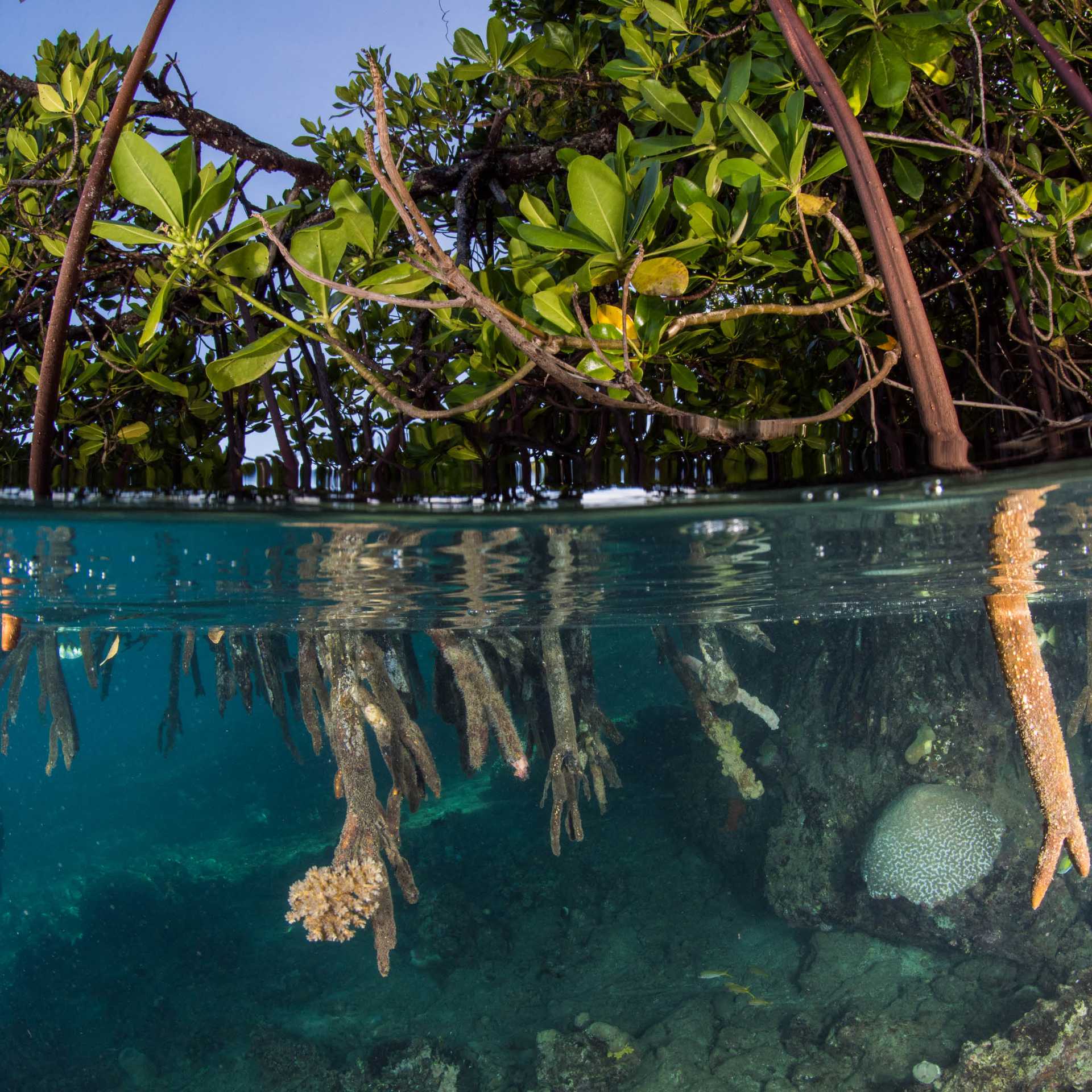 The crystal clear waters of the Solomon Islands | Heather Sutton