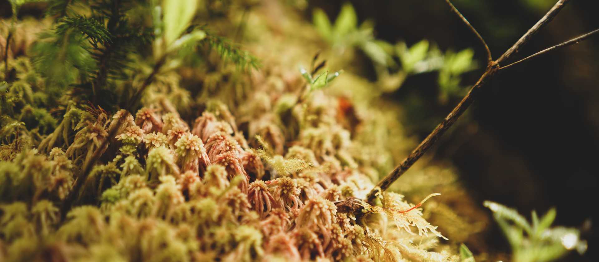 Alaska in the warner months reveals amazing miniature forests