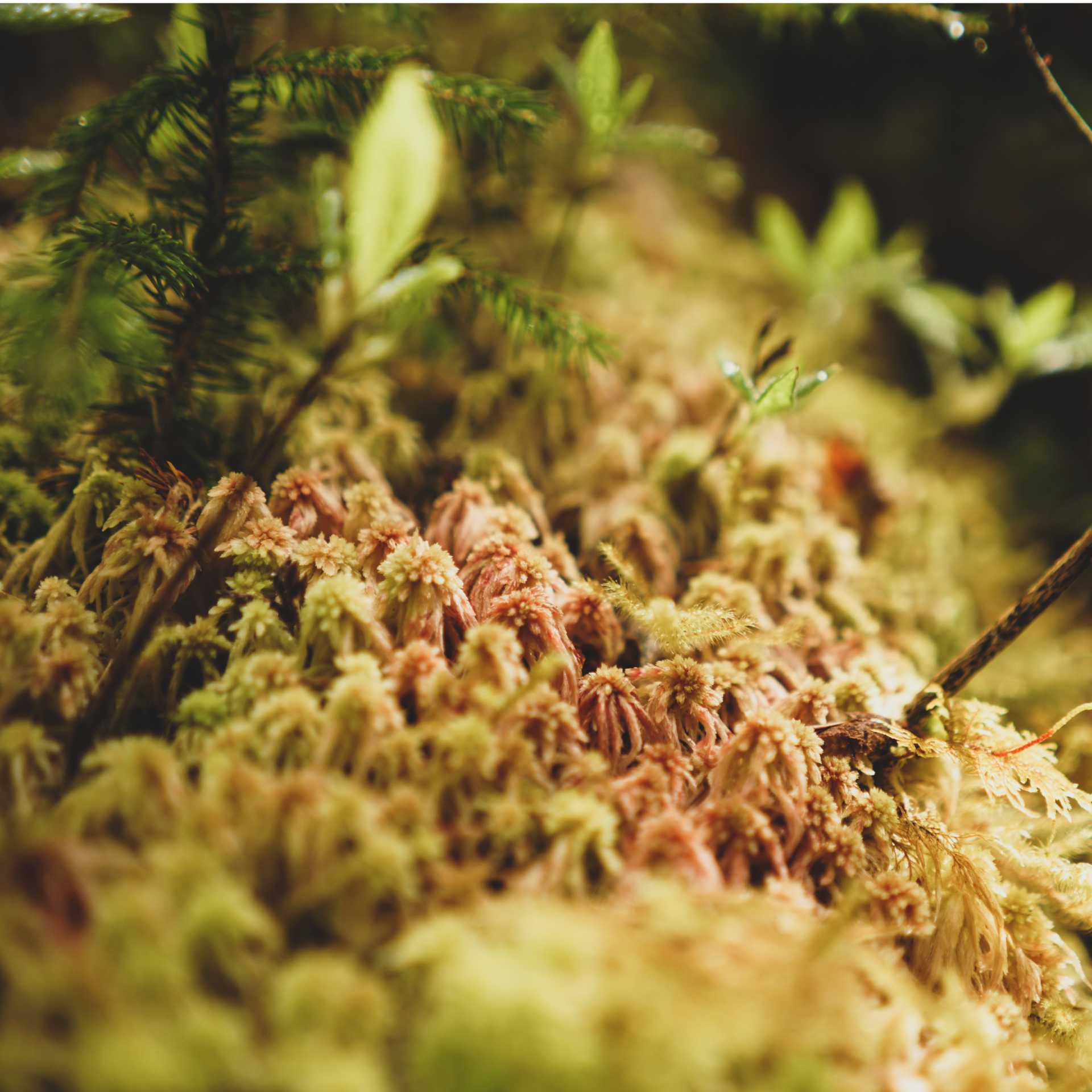 Alaska in the warner months reveals amazing miniature forests