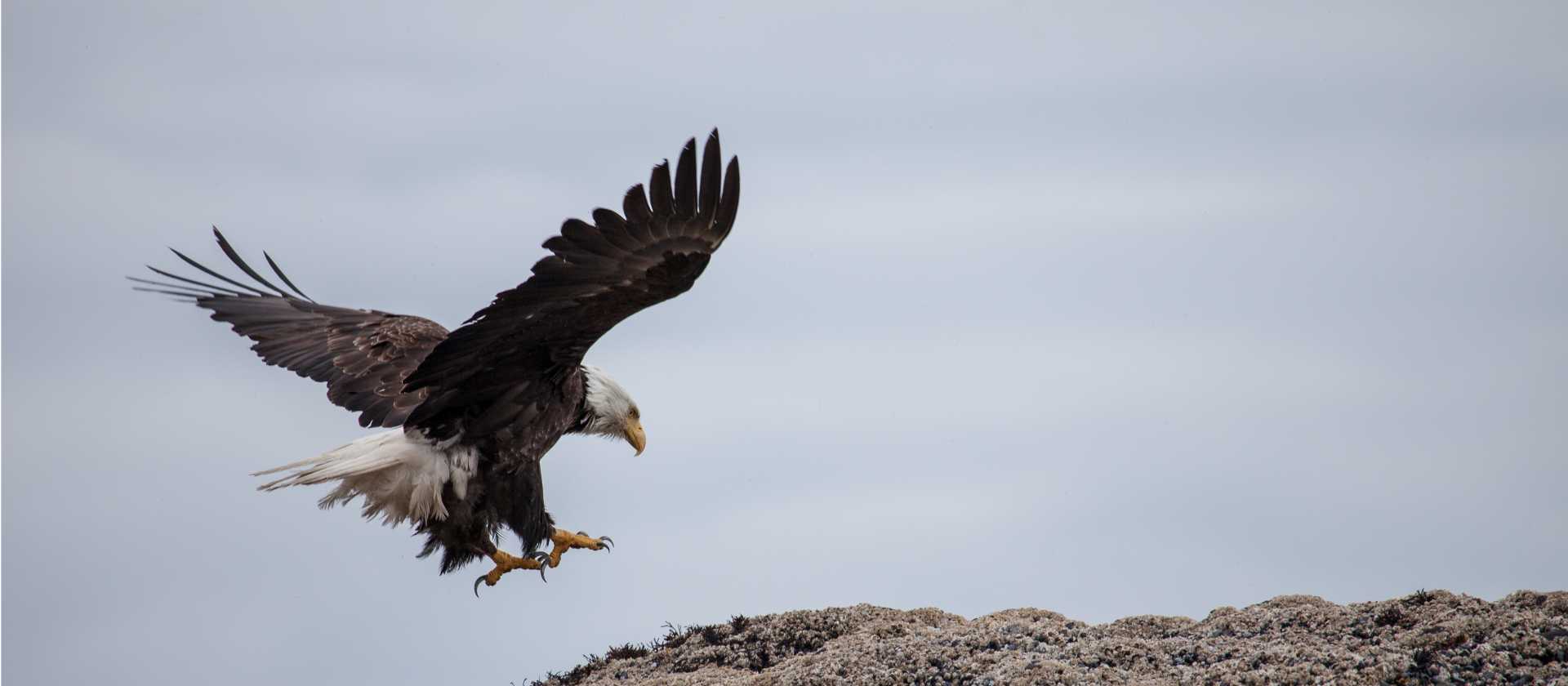 A Bald Eagle comes into land