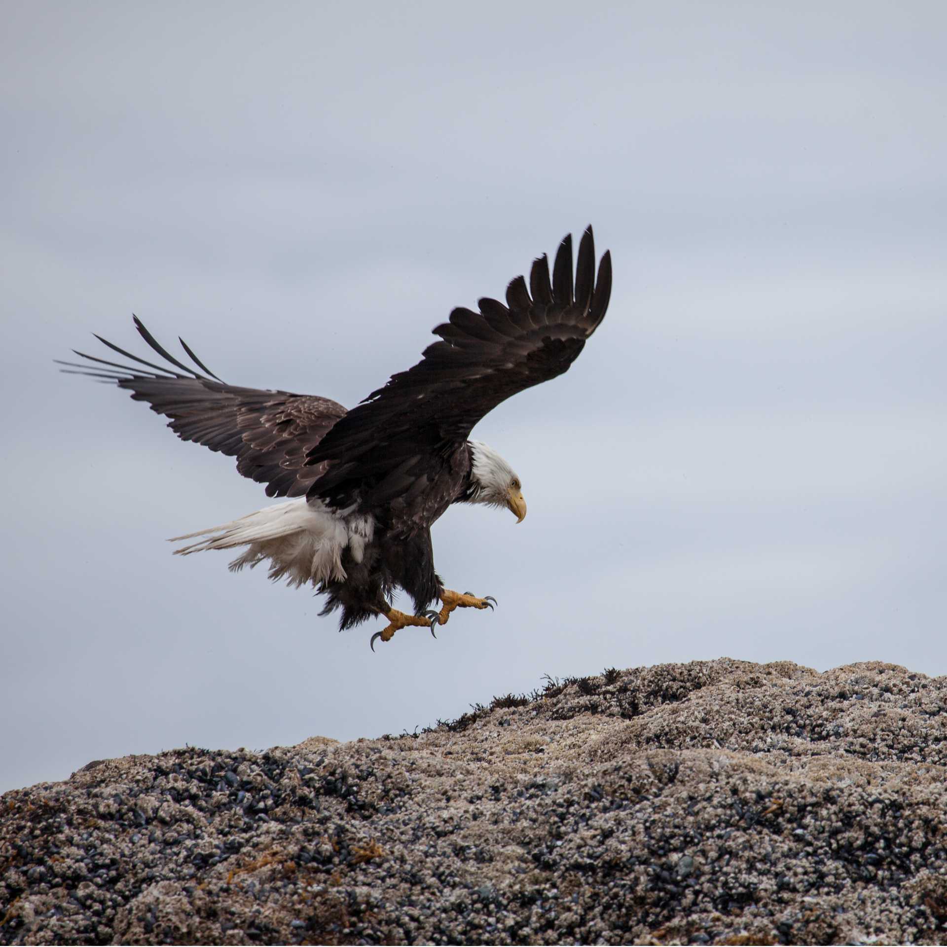 A Bald Eagle comes into land