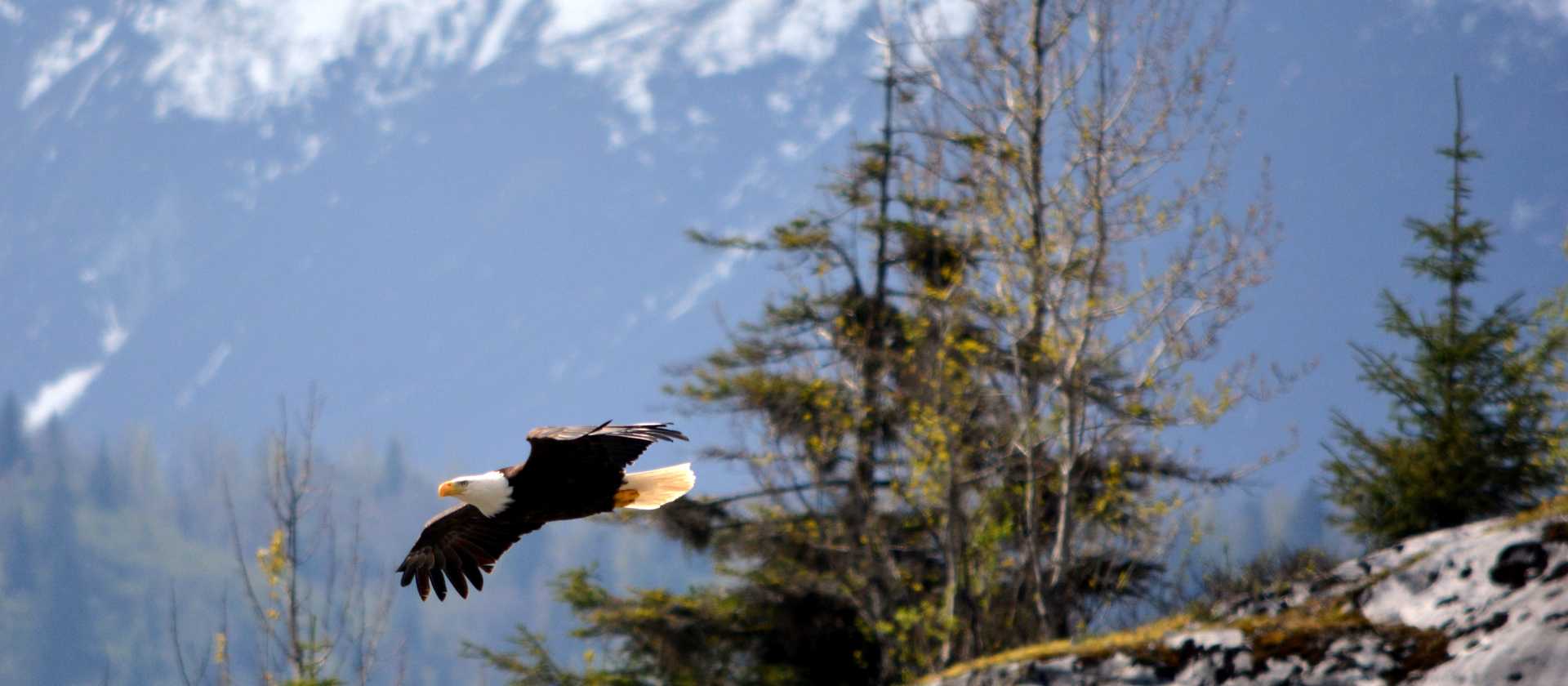 A Bald Eagle soars