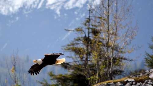 A Bald Eagle soars