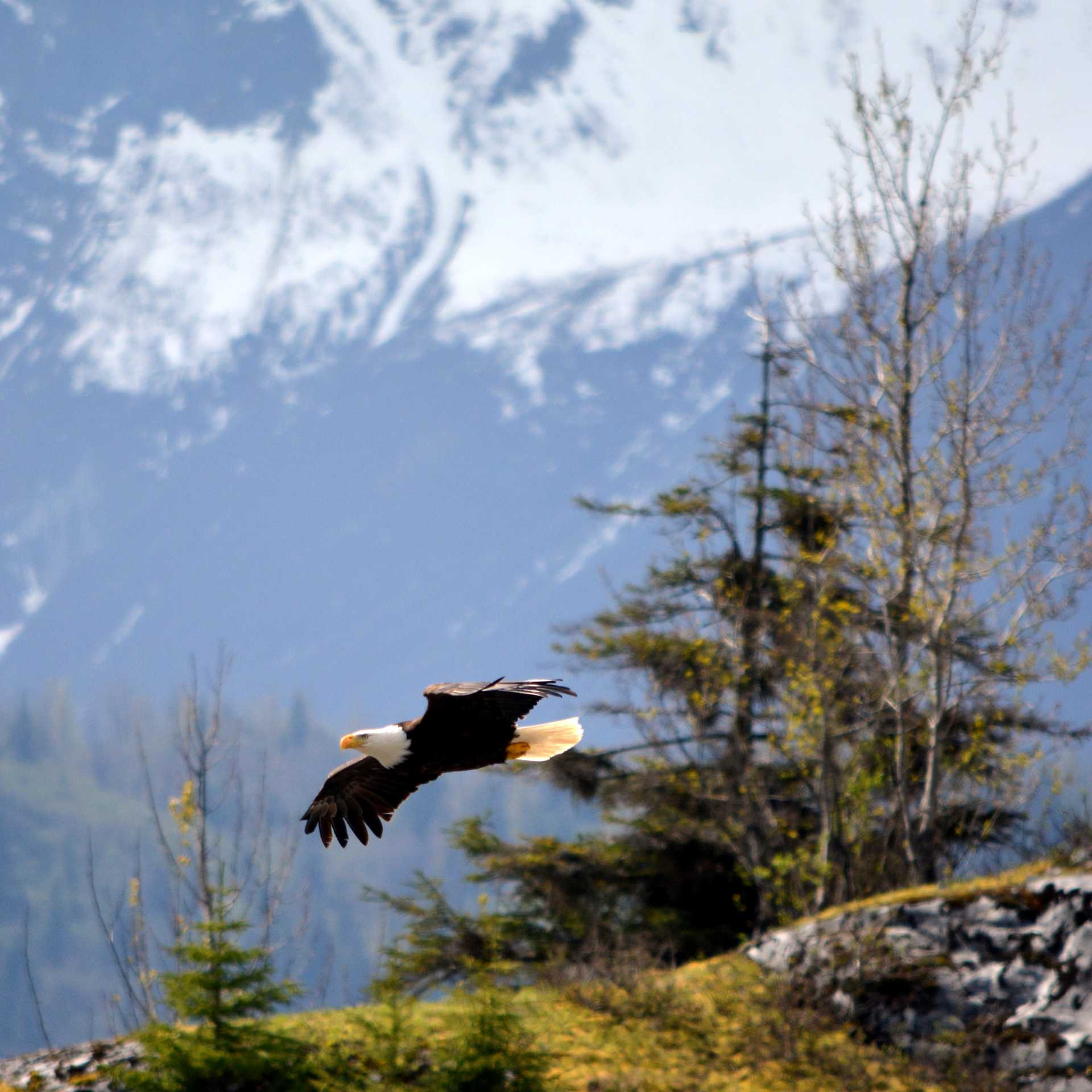 A Bald Eagle soars