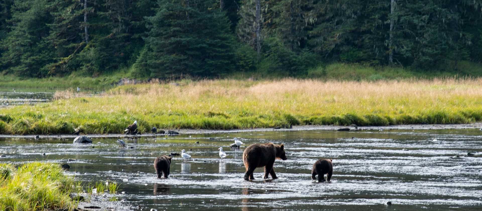 A mother and her cubs make their way upstream