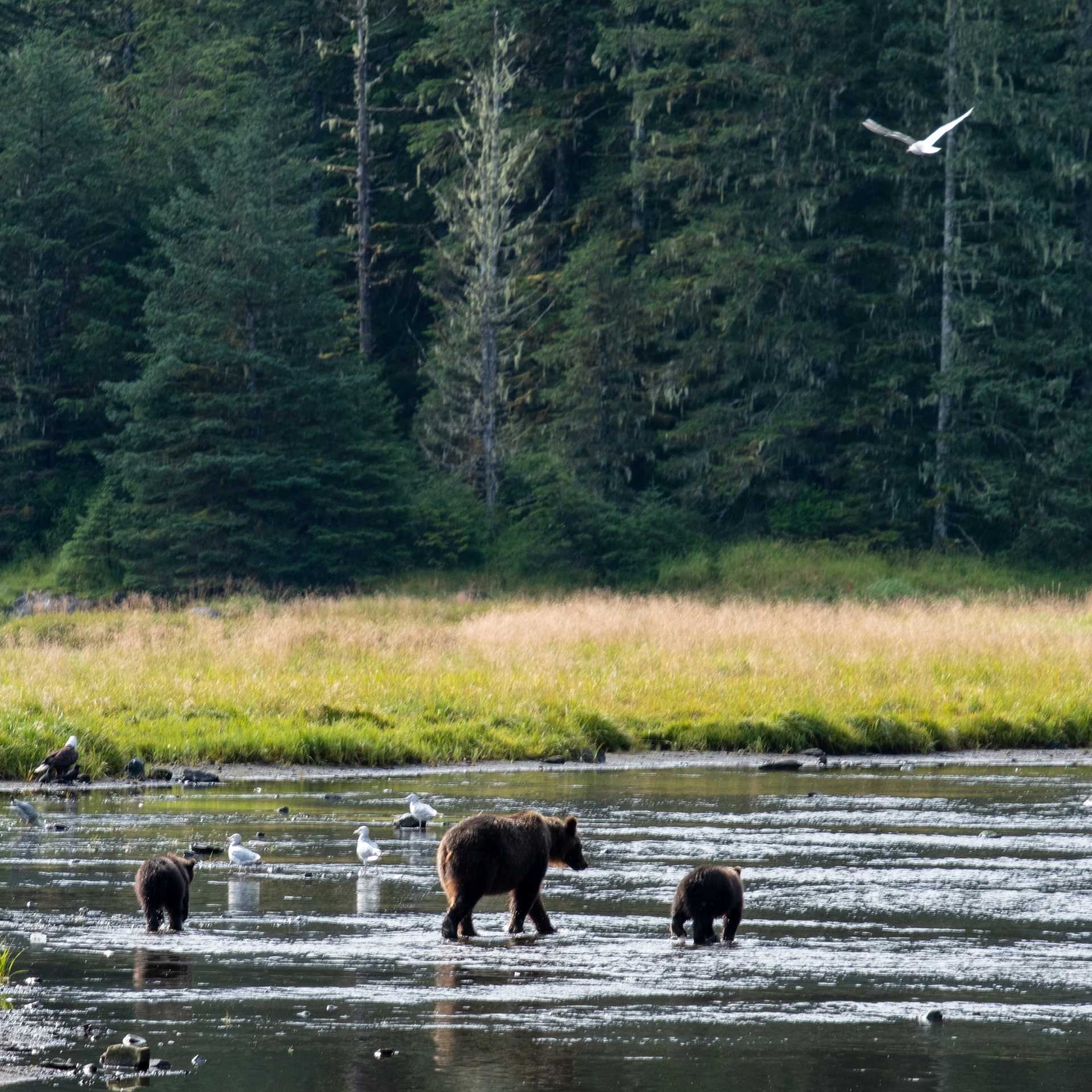 A mother and her cubs make their way upstream