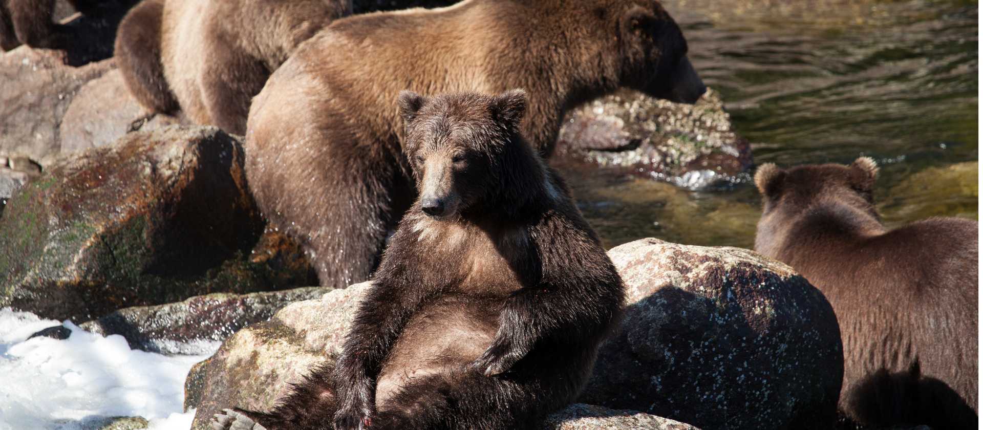 Alaska offers numerous opportunities for Brown Bear sightings