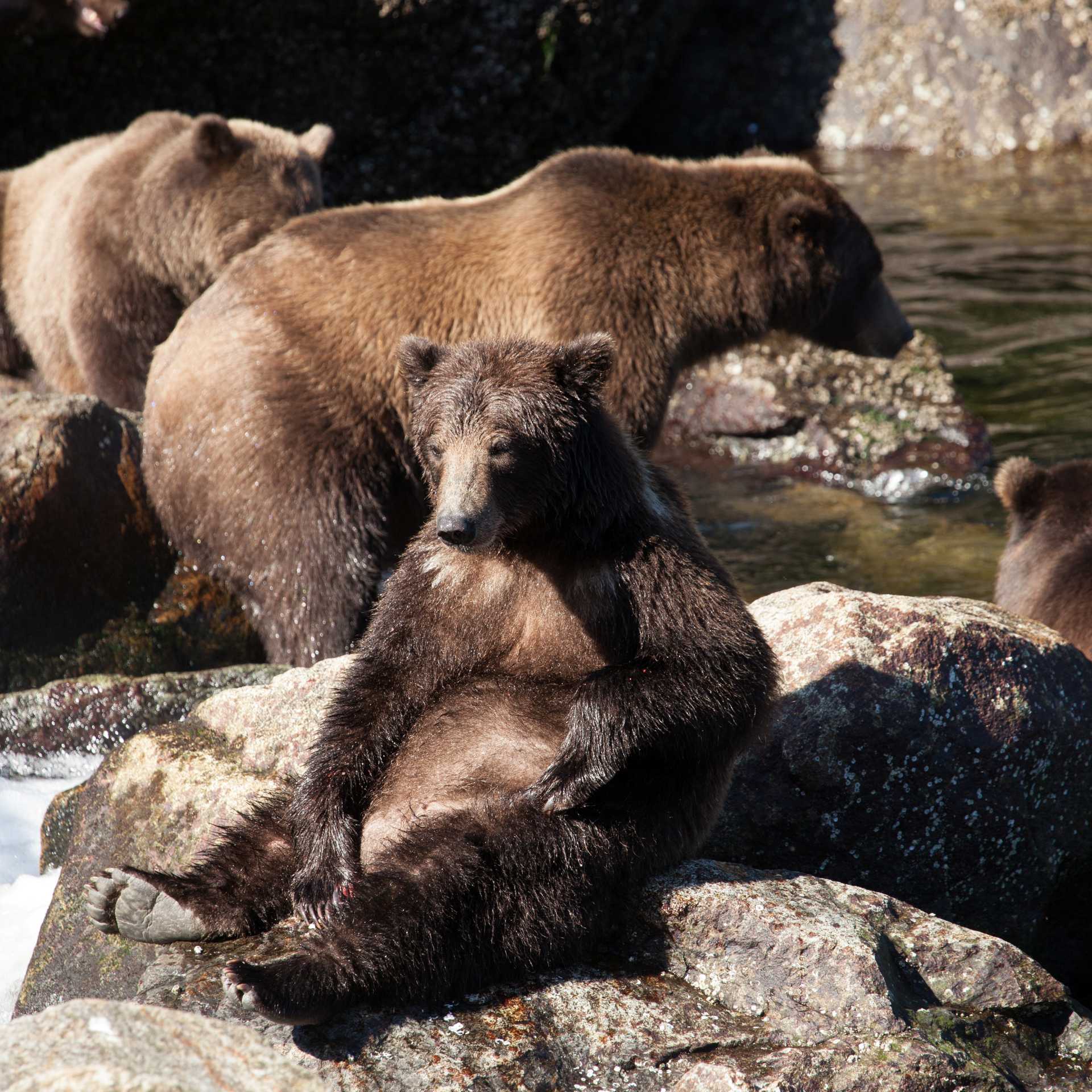 Alaska offers numerous opportunities for Brown Bear sightings