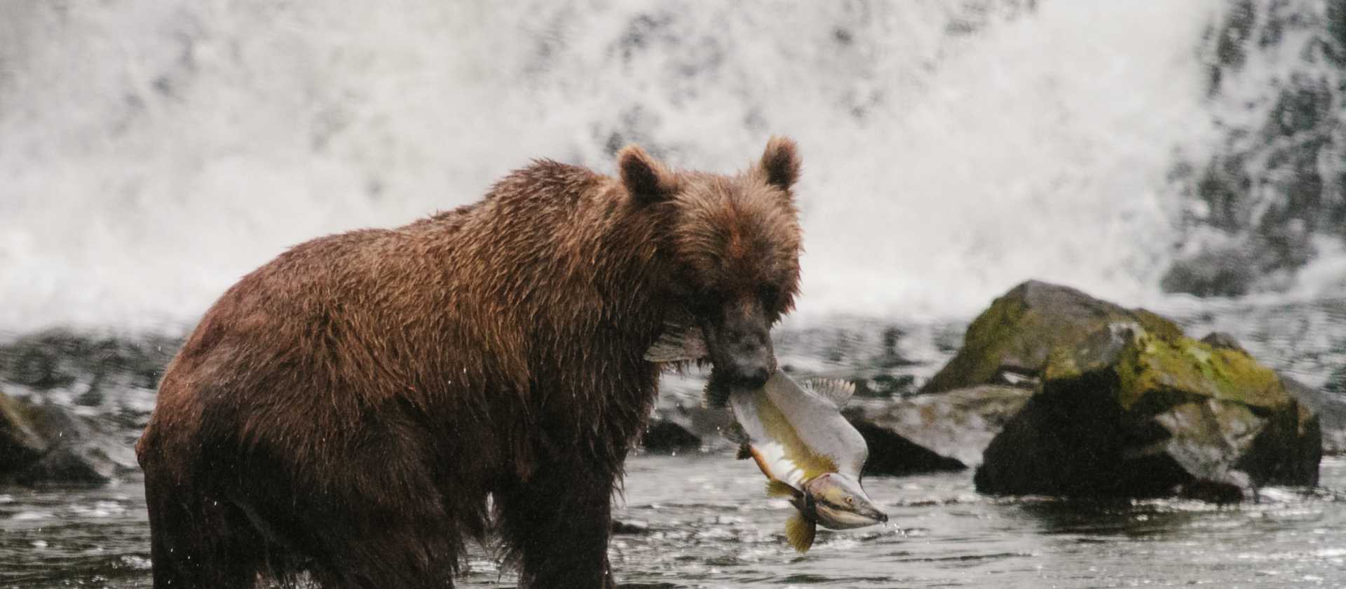 The mighty salmon run, Alaska