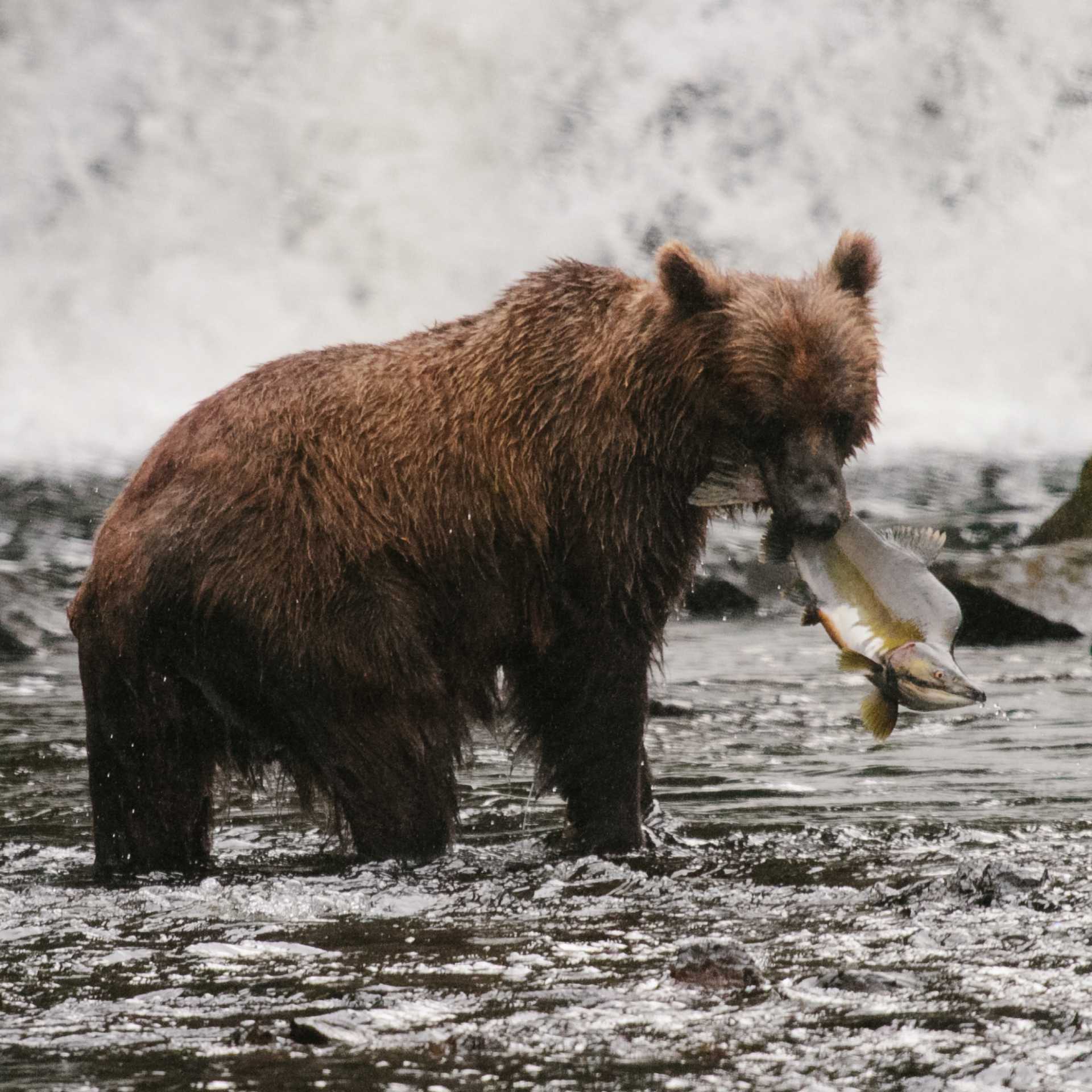 The mighty salmon run, Alaska