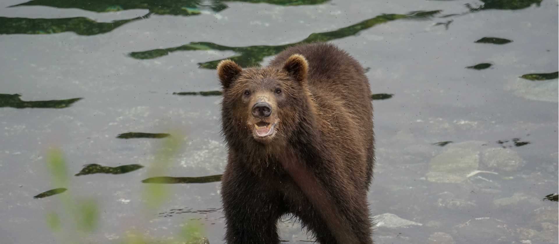 Alaska offers numerous opportunities for Brown Bear sightings
