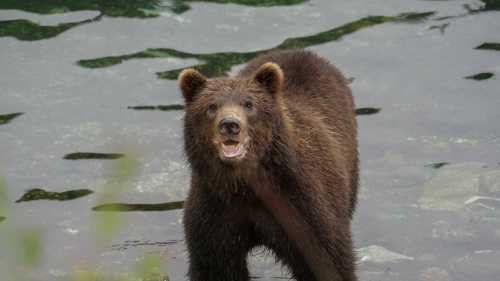 Alaska offers numerous opportunities for Brown Bear sightings