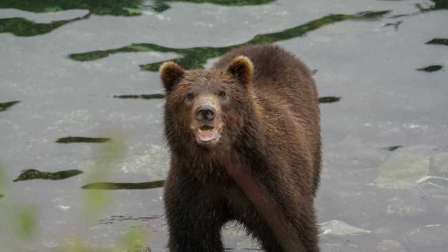 Alaska offers numerous opportunities for Brown Bear sightings