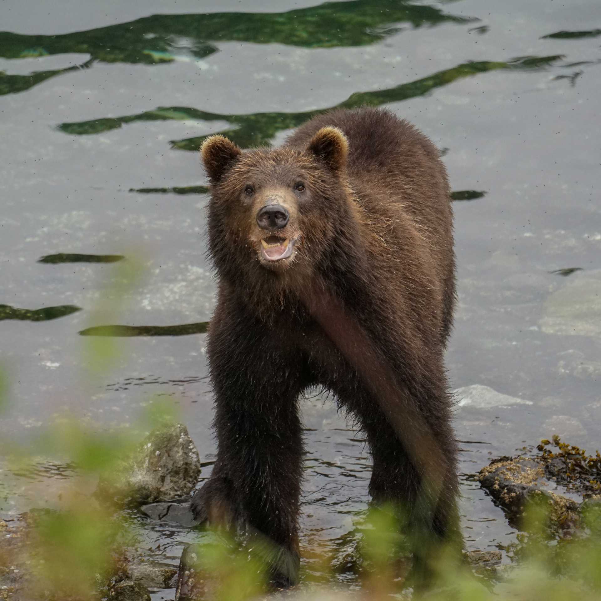 Alaska offers numerous opportunities for Brown Bear sightings
