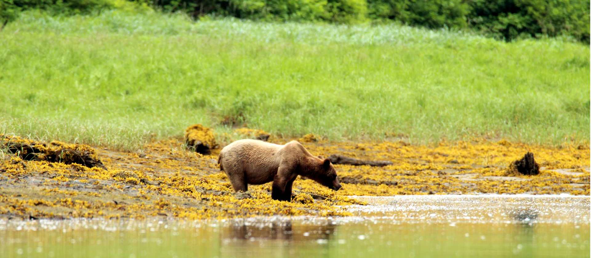Colours and wildlife. Alaska in summer