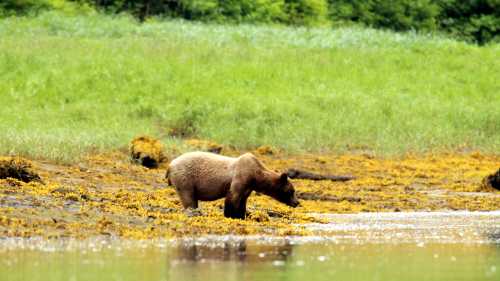 Colours and wildlife. Alaska in summer
