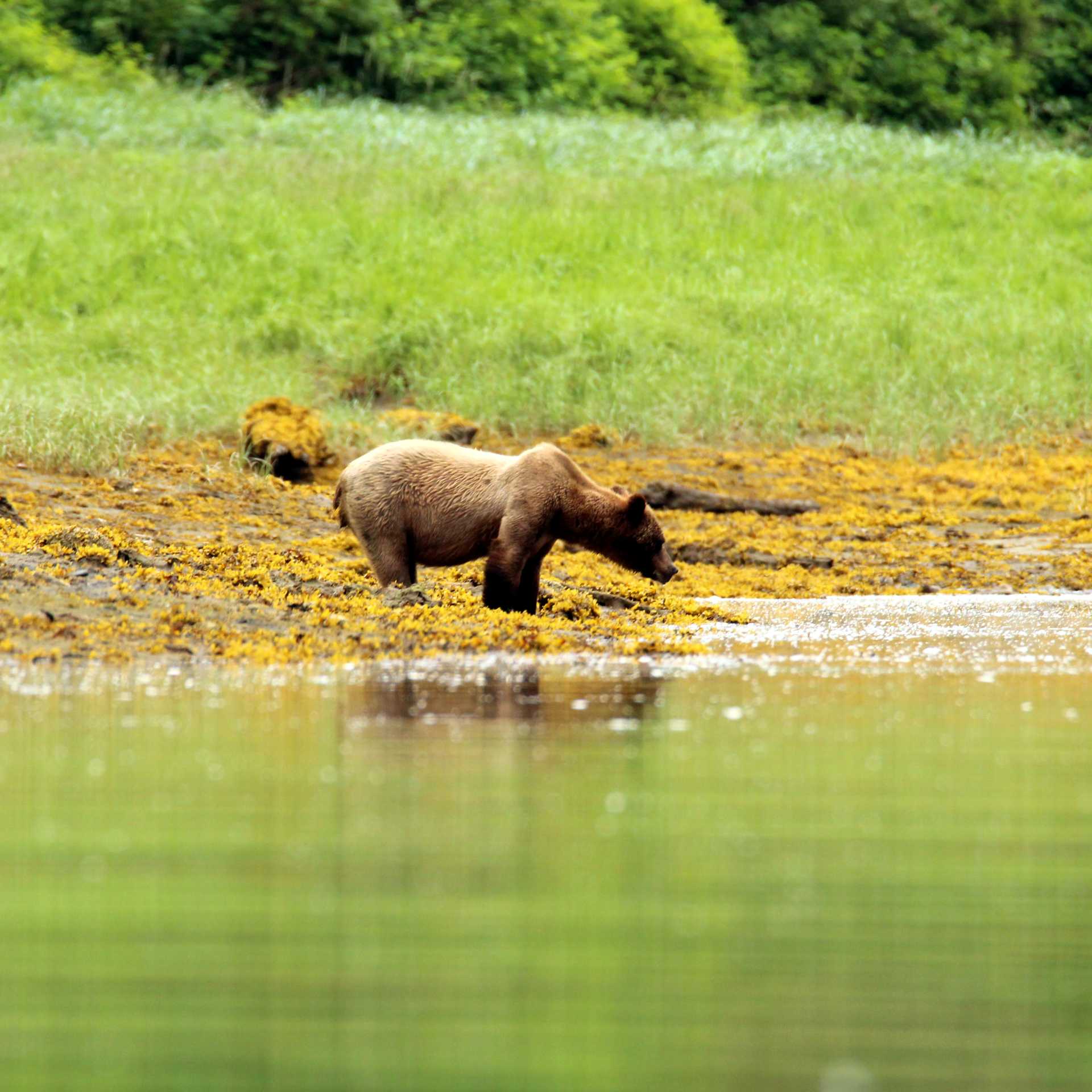 Colours and wildlife. Alaska in summer