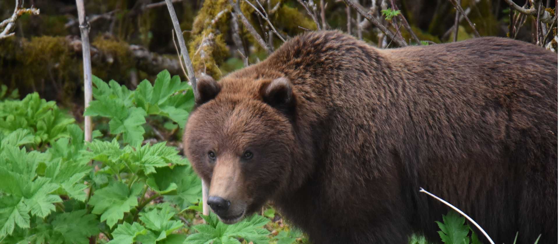 Alaska offers numerous opportunities for Brown Bear sightings