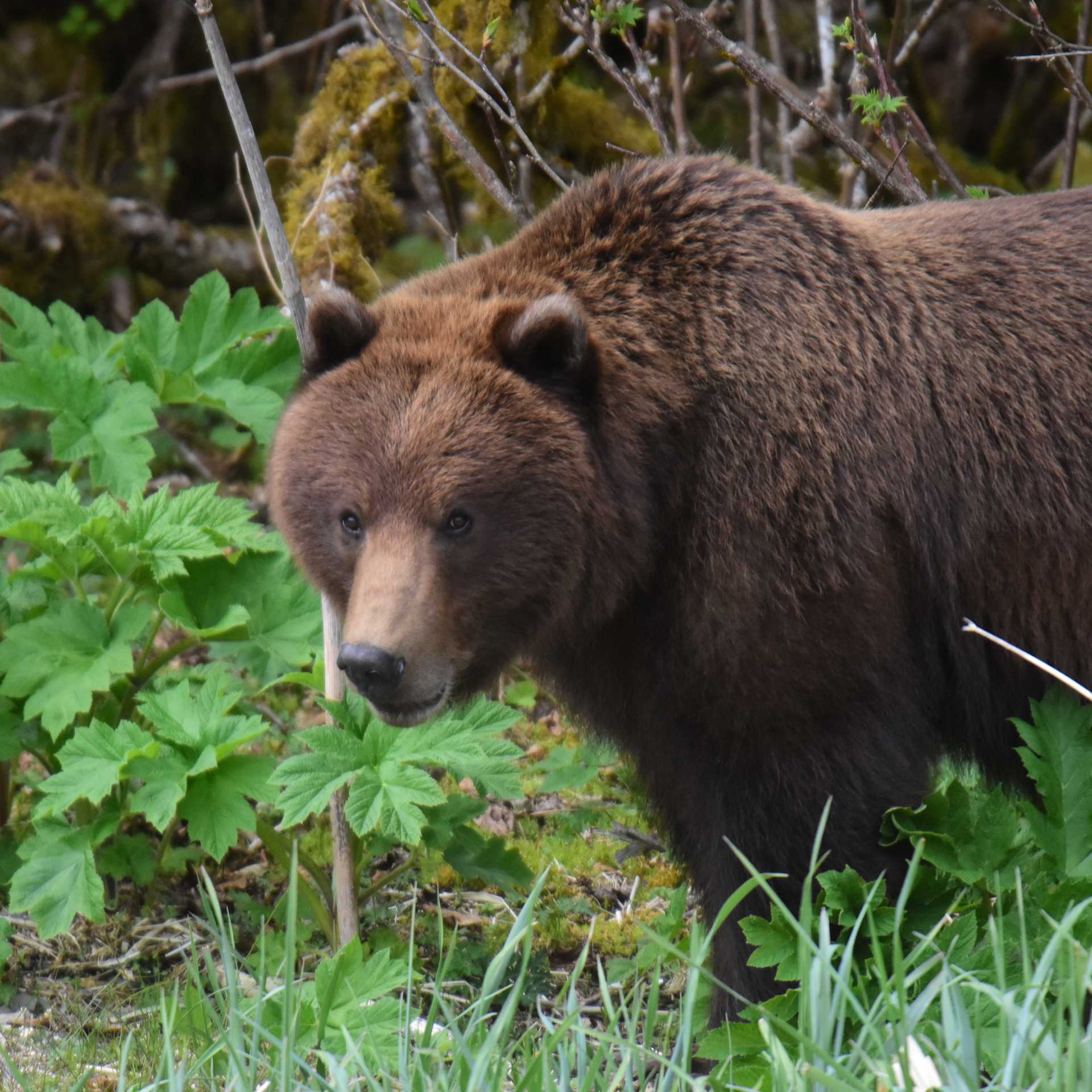 Alaska offers numerous opportunities for Brown Bear sightings
