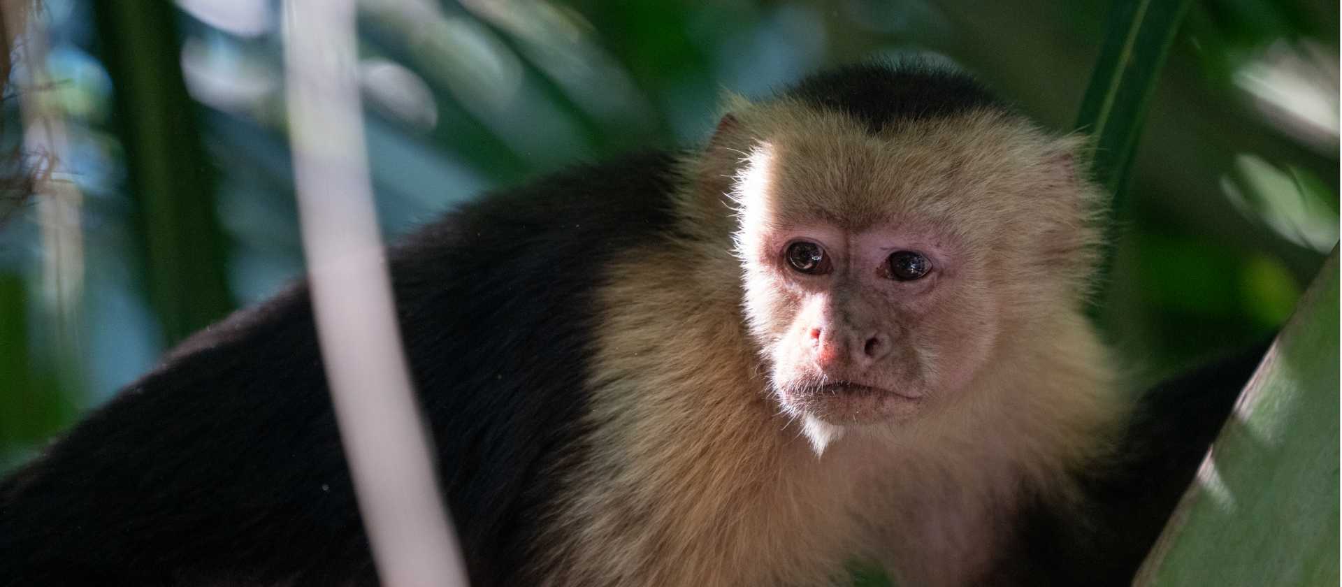 Capuchin monkey in Curu National Park